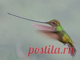 Колибри