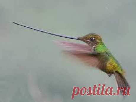 Колибри