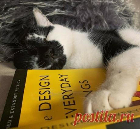 Забавные фото котов для хорошего настроения | Мечтательная кошка | Яндекс Дзен