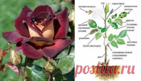 Школа цветоводства 🌸 Наш дом всегда в цветах 🌸