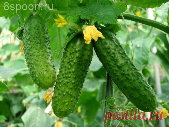 Заготовки на зиму из огурцов: лучшие рецепты в вашу копилку! | 8 Ложек