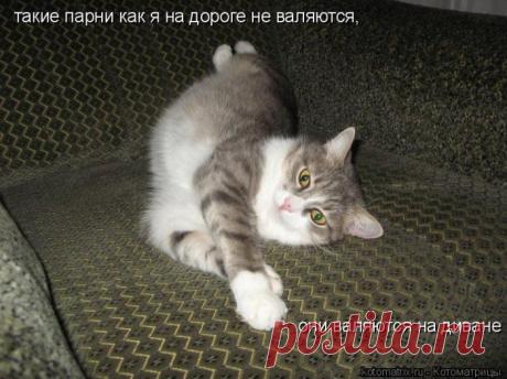 Котоматрицы на пятницу для весельчаков (42 фото)