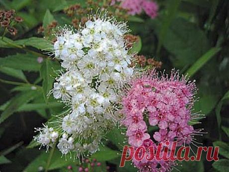 Спирея бывает разная... Но всегда красивая...