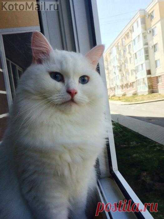 Милейшее создание