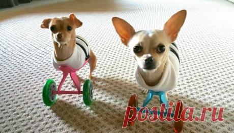 Собаки, родившиеся без передних лап, живут полноценной жизнью Собаки, родившиеся без передних лап, живут полноценной жизнью.

Тереза Ву и ее муж Дюк Тран были родителями двум неразлучным собакам 16 лет. Когда одна из них скончалась от почечной недостаточности, д…