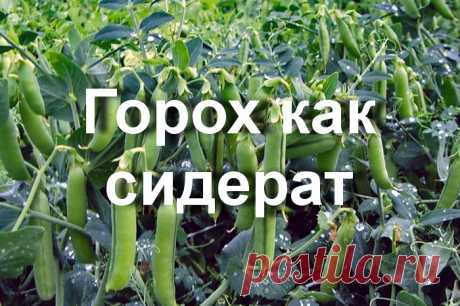 Как сеять горох осенью и зачем это нужно: советы начинающим садоводам