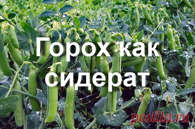 Как сеять горох осенью и зачем это нужно: советы начинающим садоводам