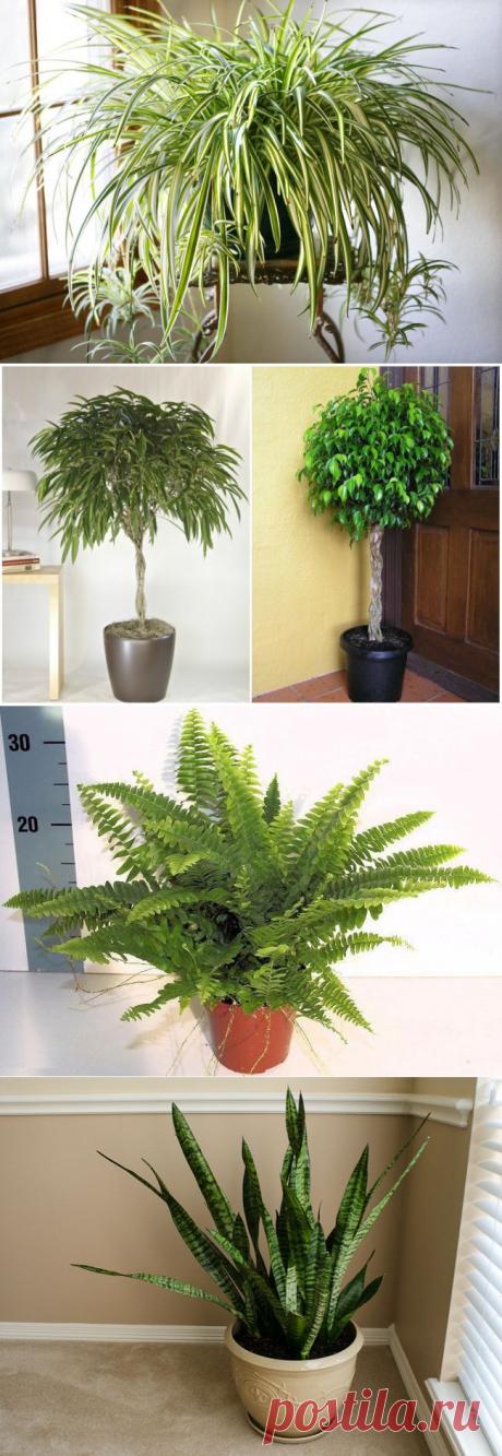 9 комнатных растений, которые отлично чистят воздух