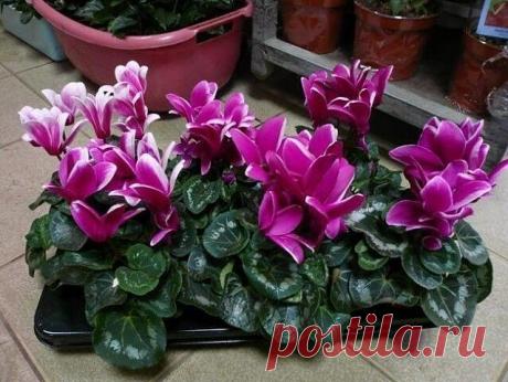 Бурное цветение и пышная листва обеспечены, если полить растения этой простой подкормкой! 

 10 г пресованных дрожжей 
 1 ст. л. сахара 
 1 л теплой воды 

ПРИГОТОВЛЕНИЕ И ПРИМЕНЕНИЕ 

1. Раствори дрожжи в воде, добавь сахар и размешай. Дай настояться минимум 2 часа. 

2. Приготовленный питательный раствор разбавь с водой 1 : 5. 

3. Поливай растения подкормкой 1 раз в месяц в осенне-зимний период и 1 раз в 10 дней в весенне-летний. 

Фитогормоны, витамины группы В и аукси...