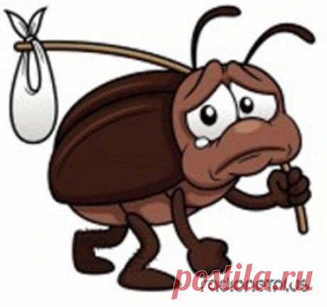 Нашатырный спирт дома и на даче
