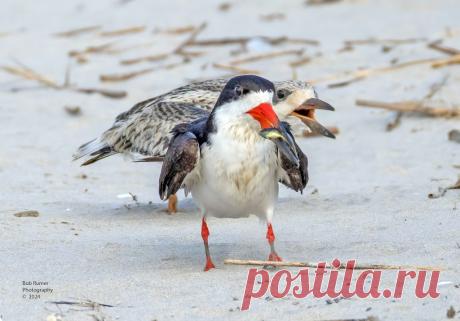 Black Skimmer Feeding Time. Stone Harbor Point NJ.  Many thanks to all who take the time to view, comment and favoring my images. Enjoy the day.