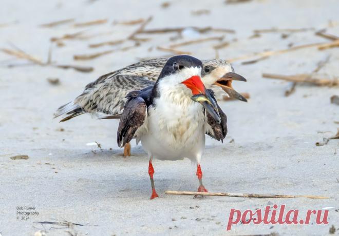 Black Skimmer Feeding Time. Stone Harbor Point NJ.  Many thanks to all who take the time to view, comment and favoring my images. Enjoy the day.