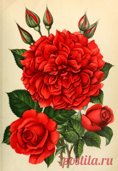 Rose Rhea Red