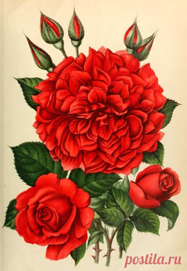 Rose Rhea Red