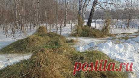 В Сибири город обнесли снегом и сеном, чтобы спасти от массовой миграции косуль. В Новосибирской области Куйбышев огородили защитным барьером от косуль, который должен остановить массовую миграцию животных через город. Об этом рассказал министр природных ресурсов и экологии Новосибирской области Евгений Шестернин в ...