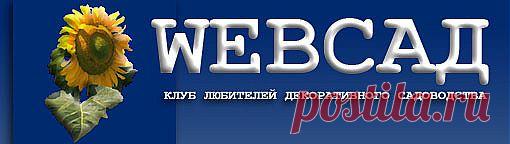 WEB САД - Фотобаза - Папоротники - Щитовник родственный Pinderi