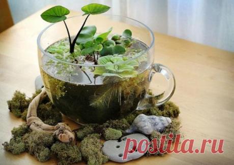 Водоемы в саду, идеи миниатюрных садовых водоемов