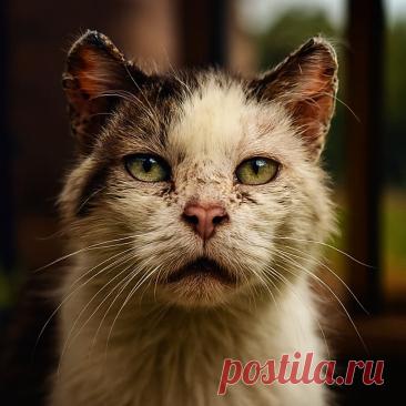 Неказистые - OGADANIE.RU