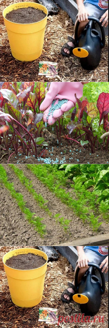 Чем подкормить свеклу и морковь народными средствами