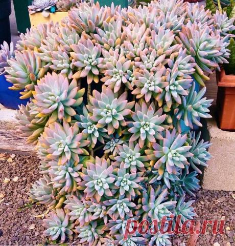 Graptosedum Francesco Baldi - Suculenta  Essa encantadora suculenta é resultante do cruzamento de duas outras belíssimas suculentas Graptopetalum paraguayense e a Sedum Pachyphyllum. Seu diferencial está em suas folhas que podem varias nas cores Verde, Azul, Rosa e Bronze, depedendo de quanto tempo ela fica exposta ao sol. É considerada uma planta de crescimento rápido, e pode ser cultivada tanto em vasos e jardineras, quanto direto ao solo, onde se perfilia com facilidade...