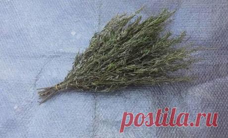 Сделал ароматный домашний абсент за 500 рублей из старого самогонного аппарата, который нашел в чулане: делюсь рецептом