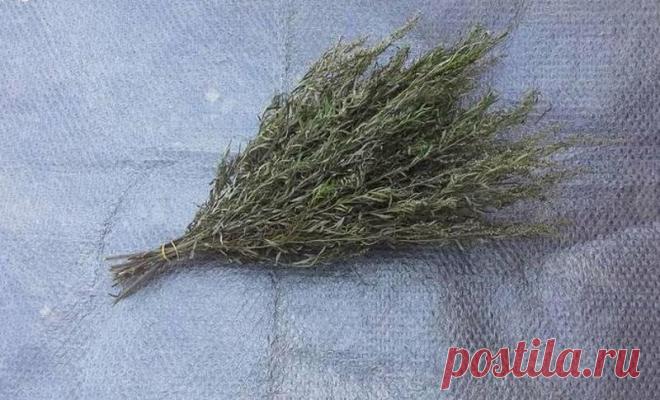 Сделал ароматный домашний абсент за 500 рублей из старого самогонного аппарата, который нашел в чулане: делюсь рецептом