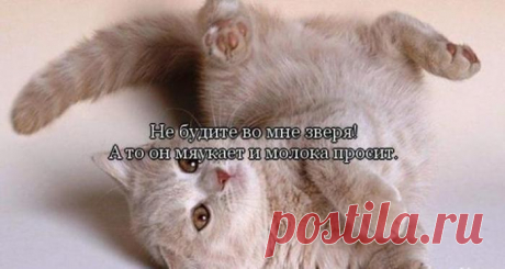 Забавные фразы и веселые выражения! / Болталка / Юмор