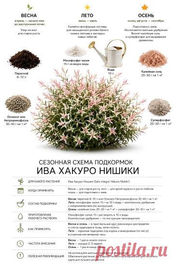 Ива Хакуро Нишики