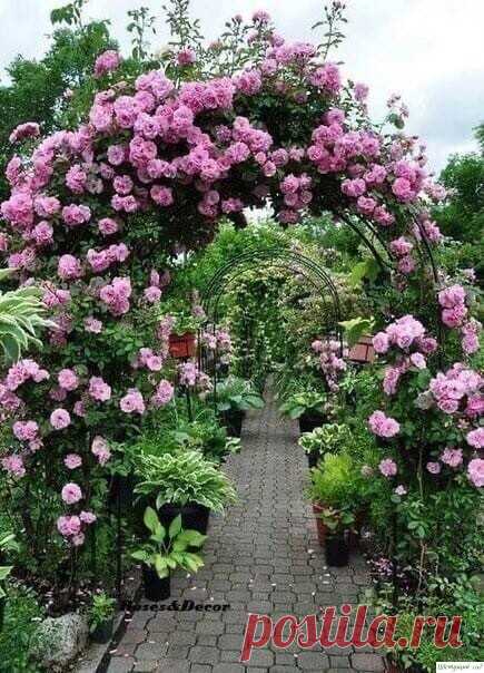 О том, как правильно обрезать розы: