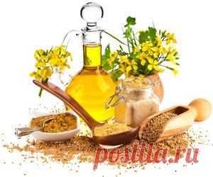 Горчица - Полезные и опасные свойства горчицы Всё про горчицу, ее химический состав, пищевая ценность, наличие витаминов и минералов