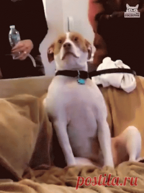 tenor.gif (372×498)