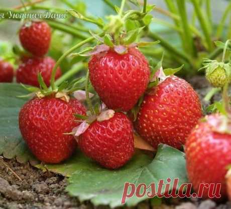 🍓ПРАВИЛО 4 ГРЯДОК ДЛЯ КЛУБНИКИ🍓