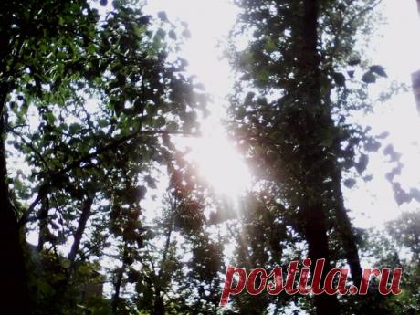 Дождик сначала моросил потихоньку, а потом как припустит...Лил, лил и вдруг солнце из-за деревьев. Да такое яркое...Красота... 
. 
Сегодня день прошел не зря, так добрый вечер вам, друзья 
. 
#дождик #солнце #деньчудесный #добрыйвечер