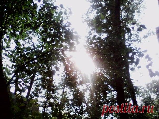 Дождик сначала моросил потихоньку, а потом как припустит...Лил, лил и вдруг солнце из-за деревьев. Да такое яркое...Красота... 
. 
Сегодня день прошел не зря, так добрый вечер вам, друзья 
. 
#дождик #солнце #деньчудесный #добрыйвечер