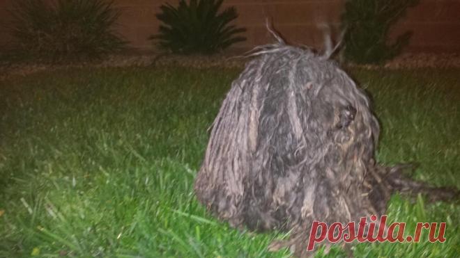 Пара увидела на дороге грязный комок шерсти, отдаленно напоминающий собаку. В заботливых руках животное полностью преобразилось . Милая Я