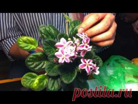 Уникальная химера Константина Морева
