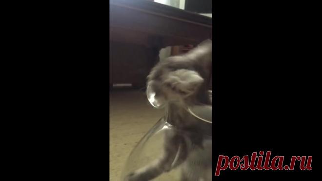 Котик играет с мышкой в банке))))