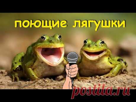 Лягушки мяукают, лают и кричат