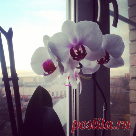 Весенние окна: как заставить растения цвести