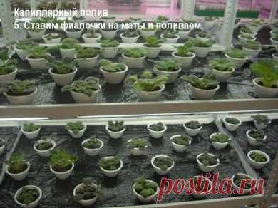 капиллярный полив для фиалок - magazin-fialoks Jimdo-Page!