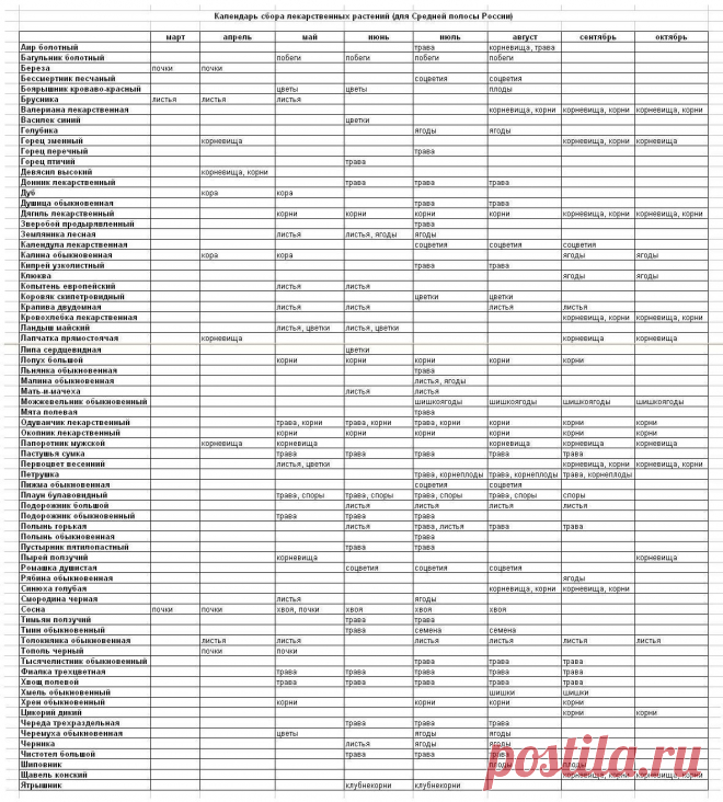 Когда и как правильно собирать лекарственные растения / Дачные советы / 7dach.ru