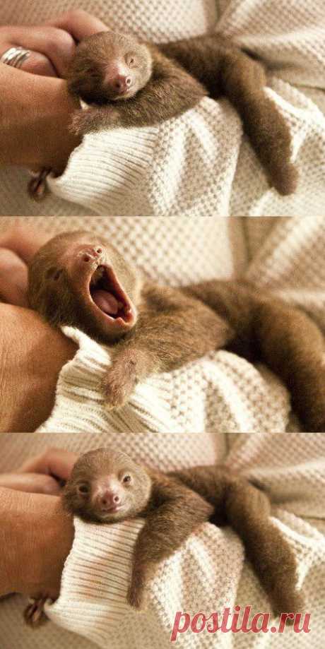 Sloth. | Smile