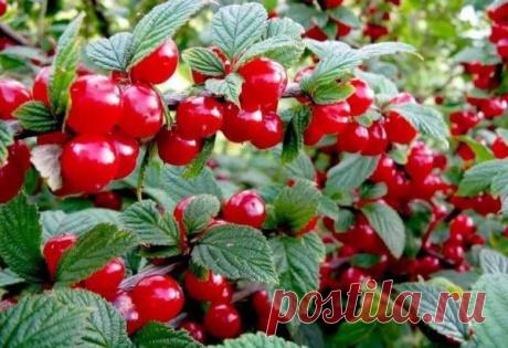 Посадка войлочной вишни, уход и вырезка. Как правильно высаживать