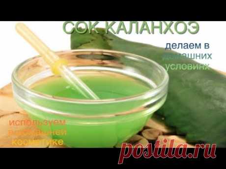 Готовим СОК КАЛАНХОЭ дома! - ПОЛЕЗНЫЕ СОВЕТЫ. Выпуск 7