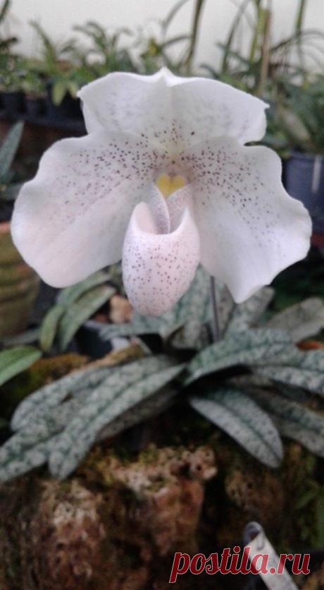 Slipper-orchid: Paphiopedilum sanderianum.