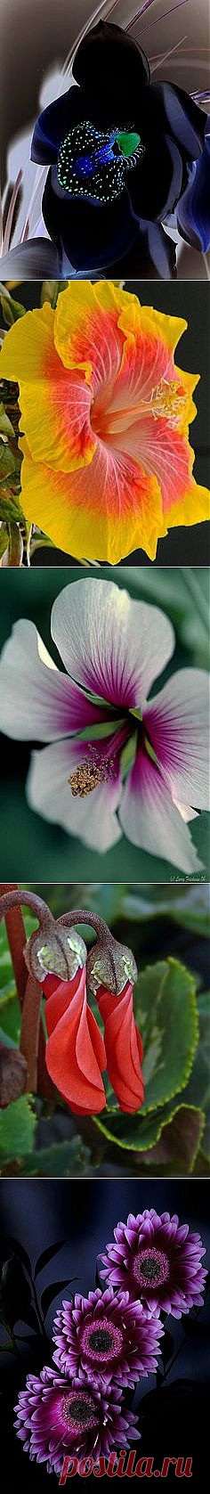 Flowers в Pinterest