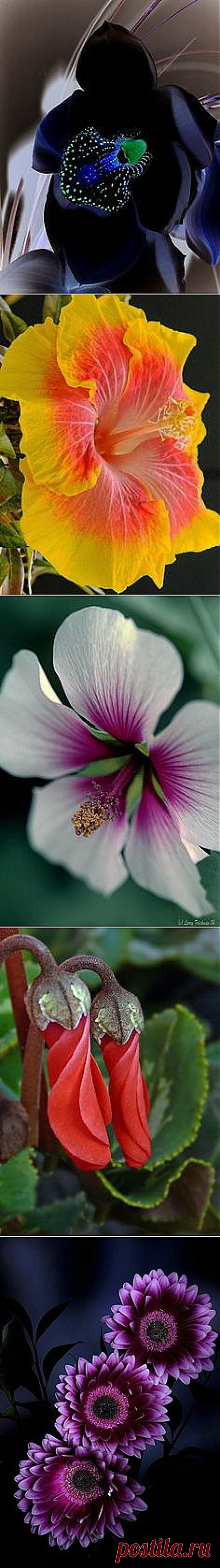 Flowers в Pinterest