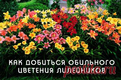 КАК ДОБИТЬСЯ ОБИЛЬНОГО ЦВЕТЕНИЯ ЛИЛЕЙНИКОВ

Лилейники, обладая высокими декоративными свойствами, являясь желанным цветком в любом саду – растение довольно неприхотливое и выращивание его не требует специальных знаний и навыков. Но это не означает, что можно не уделять ему никакого внимания при выращивании на даче. Агротехника выращивания лилейников для получения обильного цветения растений сводится к поливам, подкормкам, обрезке, мульчированию, подготовке к зимовке, борьб...