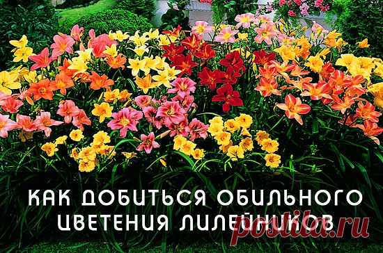 КАК ДОБИТЬСЯ ОБИЛЬНОГО ЦВЕТЕНИЯ ЛИЛЕЙНИКОВ

Лилейники, обладая высокими декоративными свойствами, являясь желанным цветком в любом саду – растение довольно неприхотливое и выращивание его не требует специальных знаний и навыков. Но это не означает, что можно не уделять ему никакого внимания при выращивании на даче. Агротехника выращивания лилейников для получения обильного цветения растений сводится к поливам, подкормкам, обрезке, мульчированию, подготовке к зимовке, борьб...