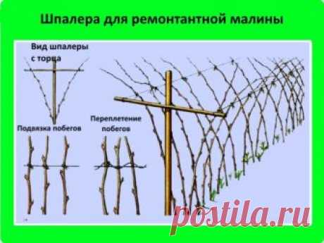 Ремонтантная малина: выращивание и уход - подробная инструкция